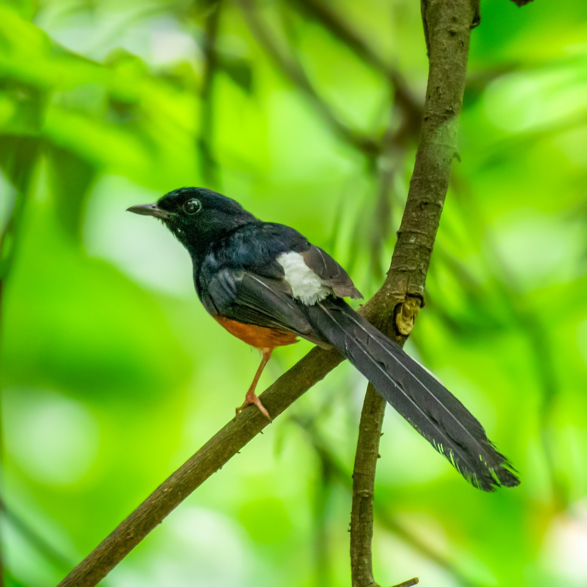 White-rumped Shama - ML468768861