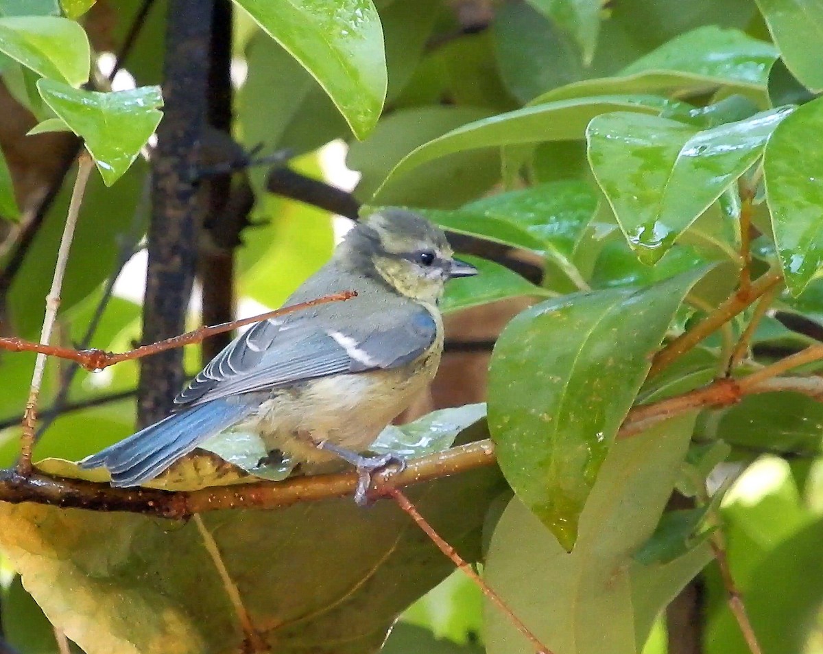 Eurasian Blue Tit - ML468769421