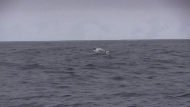 Fulmar Austral - ML468770341