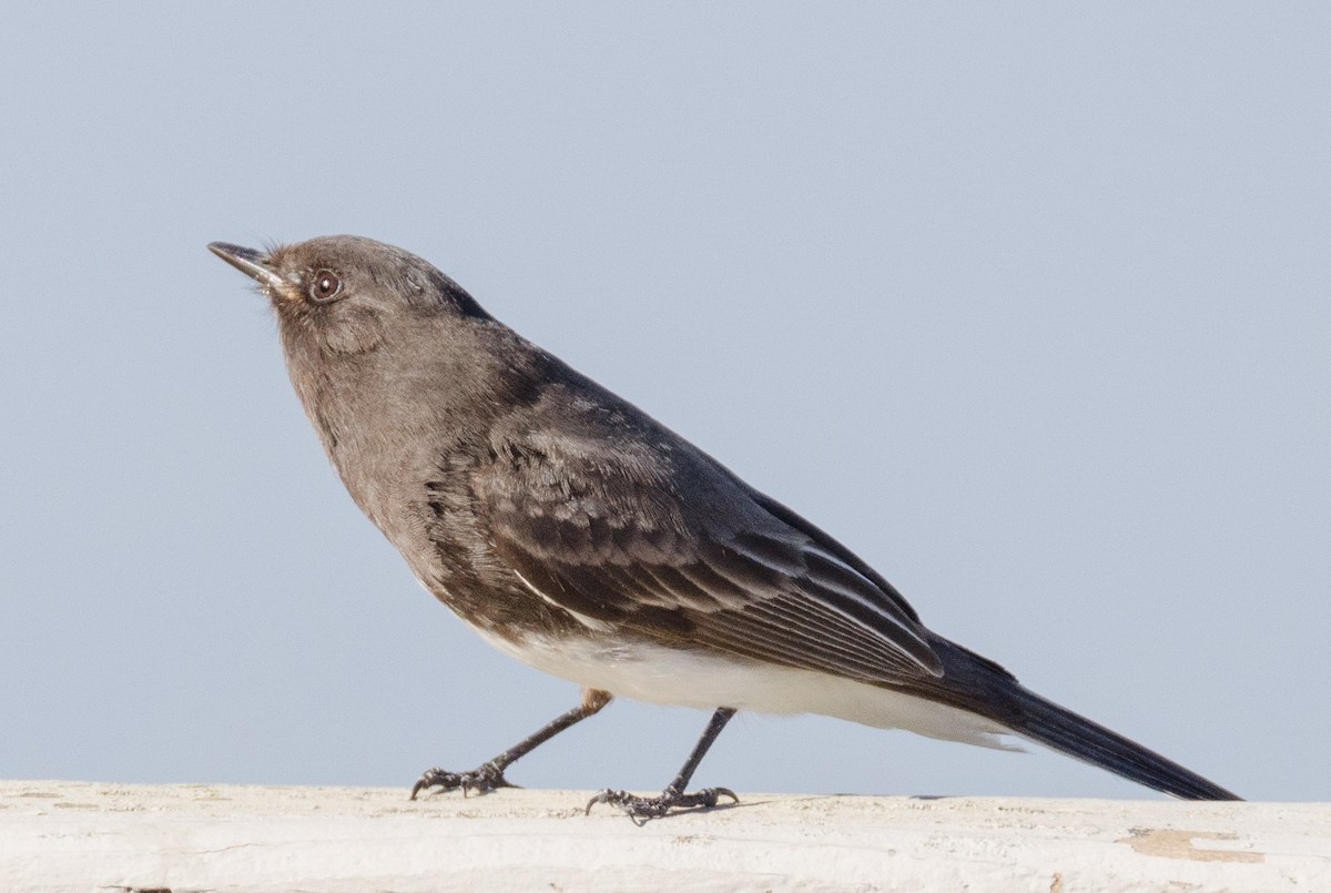 Black Phoebe - Margaret & Fred Parkes