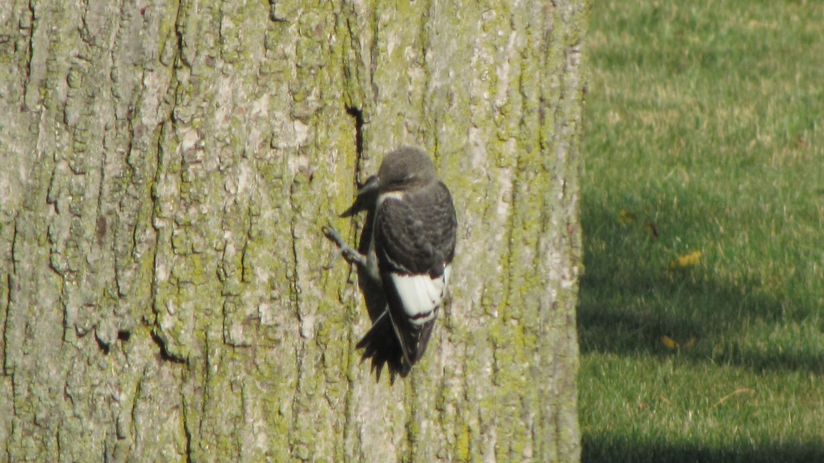 Red-headed Woodpecker - ML468771111