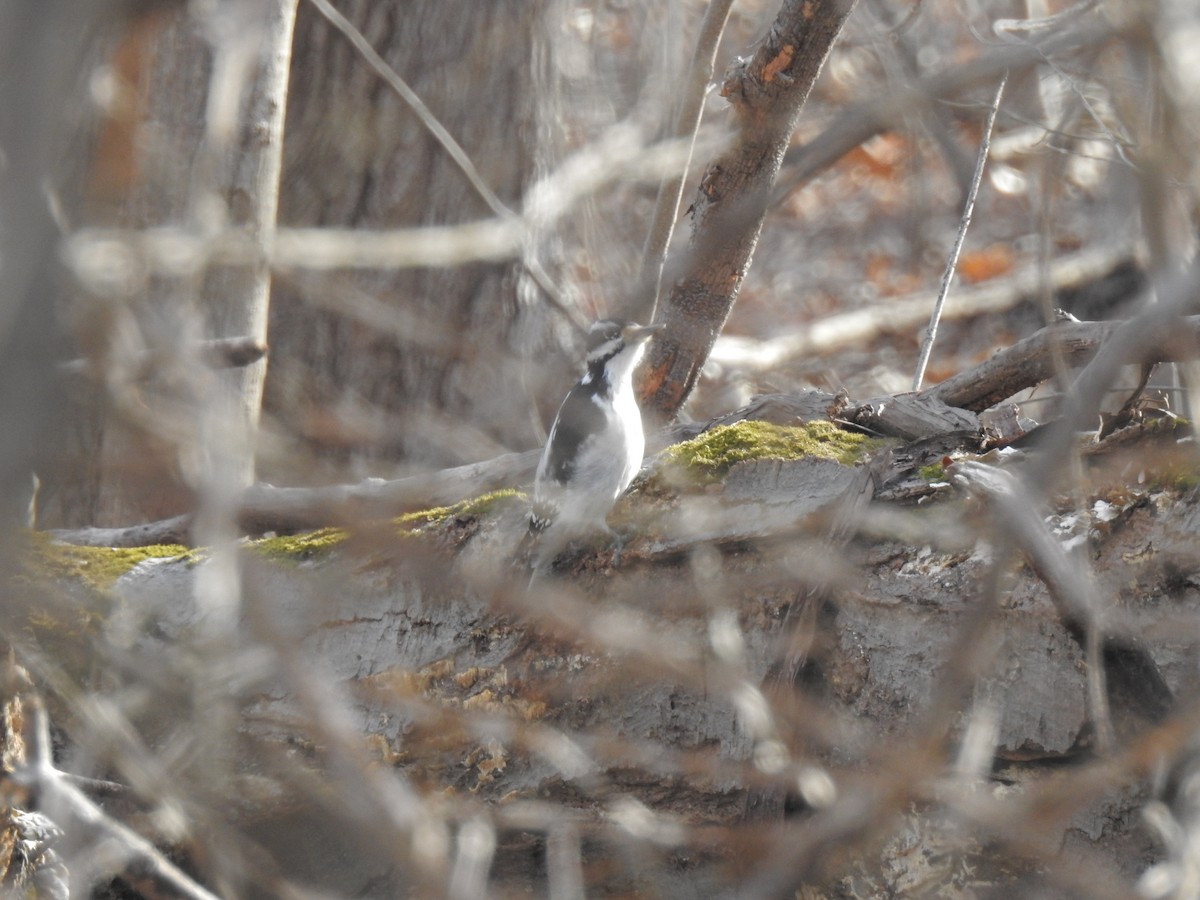 Hairy Woodpecker - ML46877131