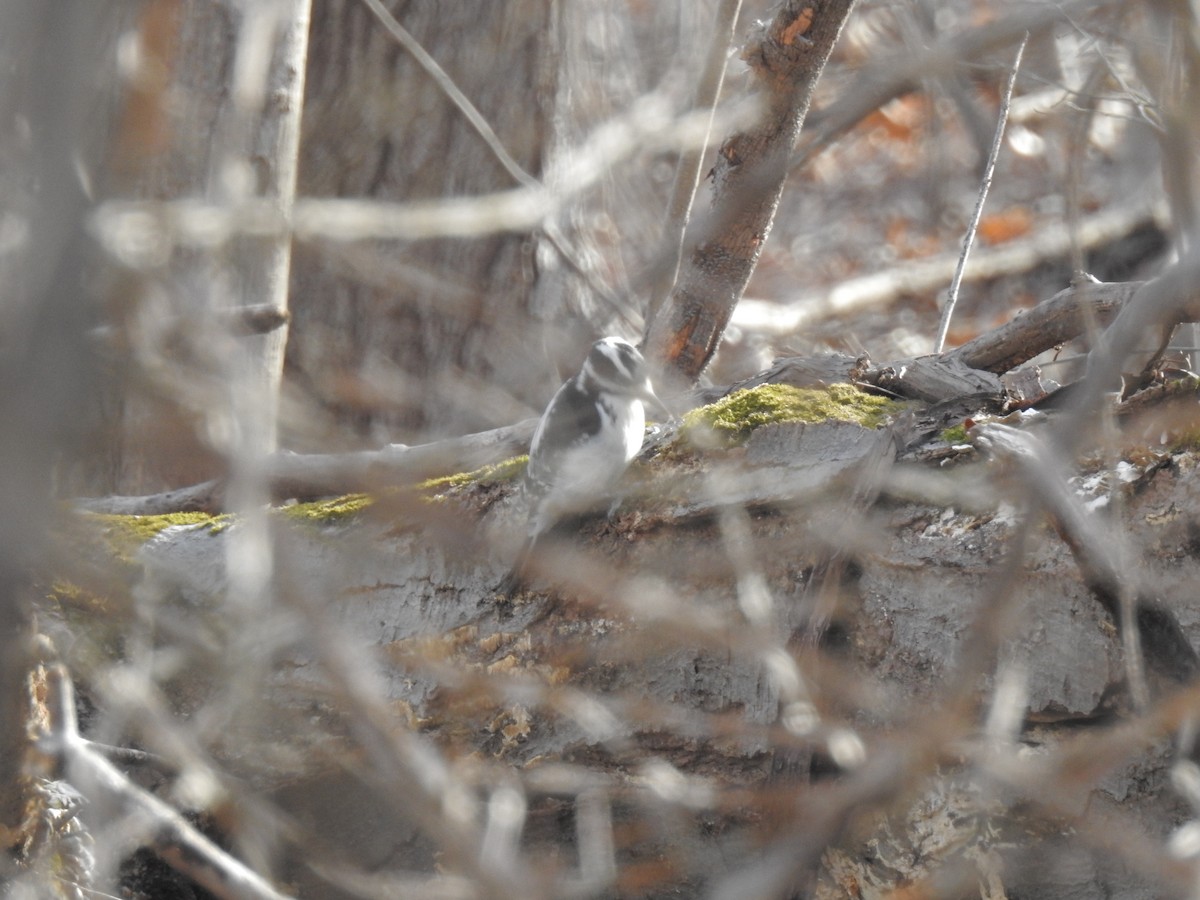 Hairy Woodpecker - ML46877141