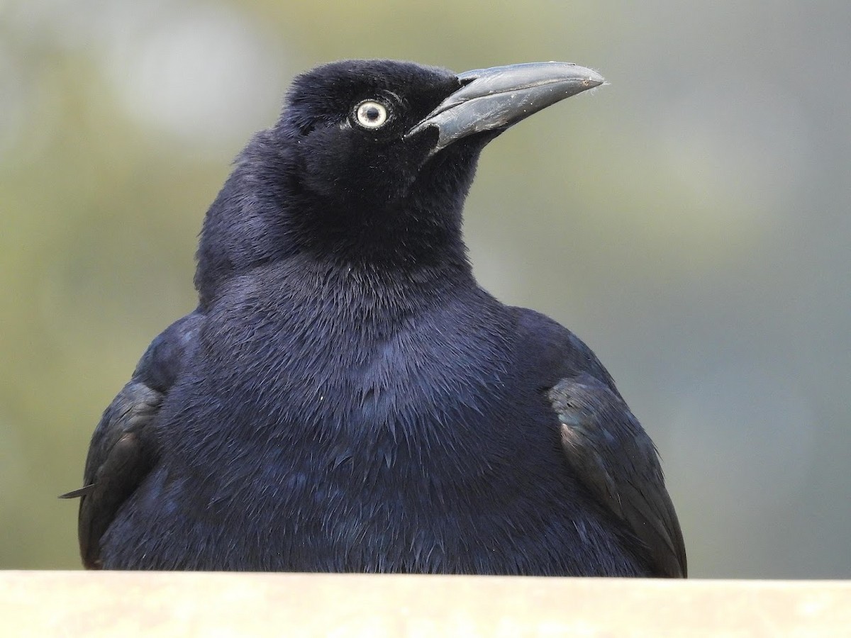 Great-tailed Grackle - ML468771841