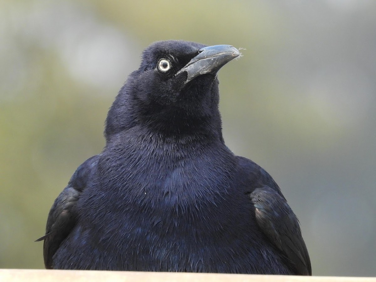 Great-tailed Grackle - ML468771851