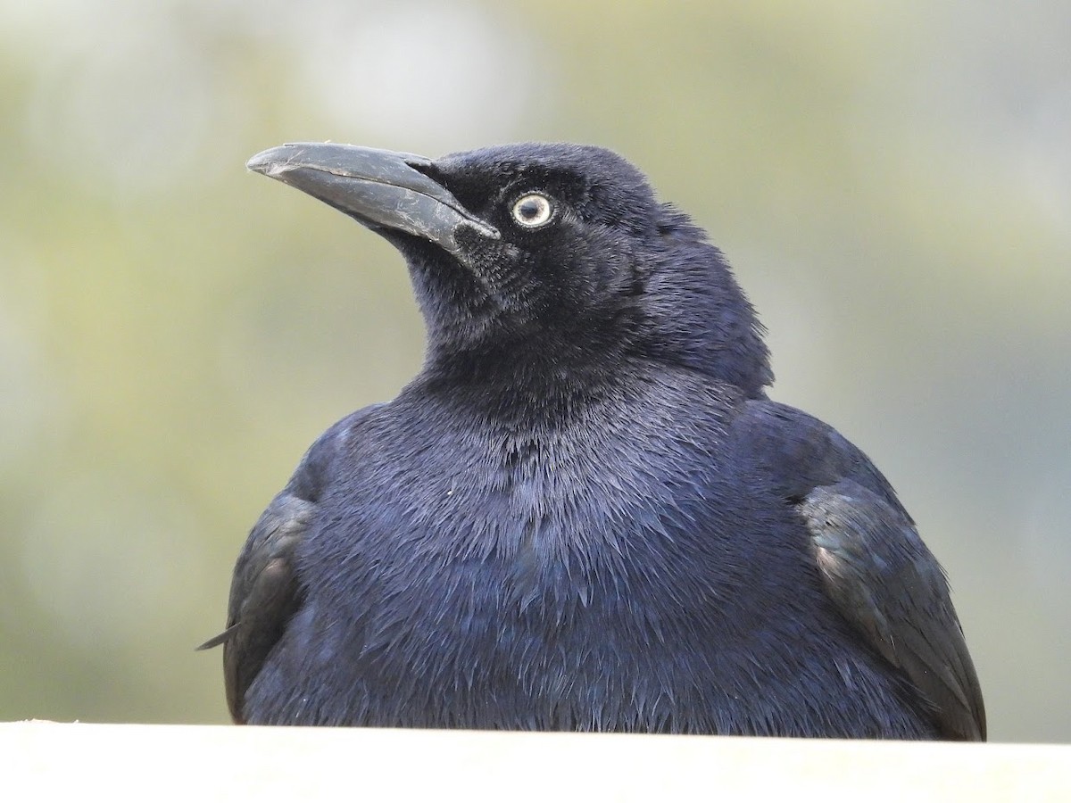 Great-tailed Grackle - ML468771861