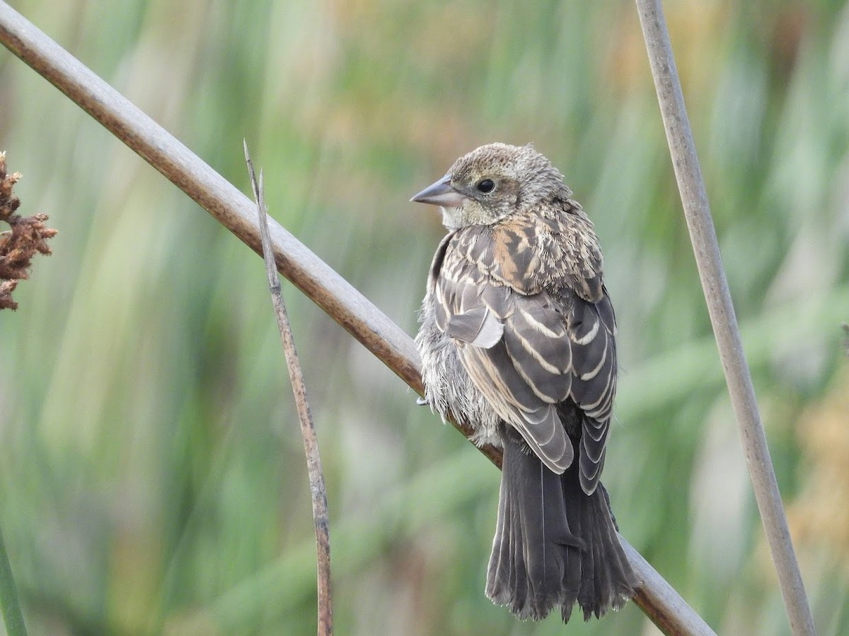 Red-winged Blackbird - ML468771871