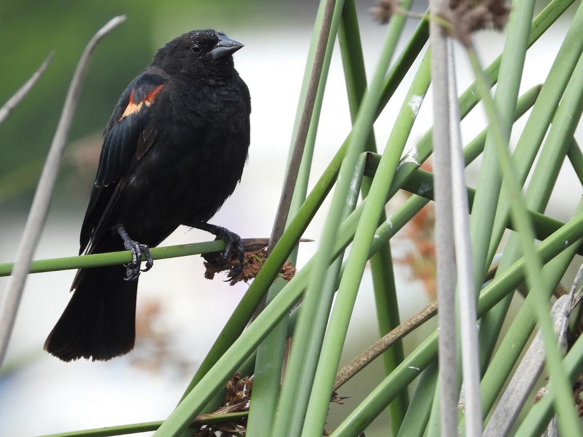 Red-winged Blackbird - ML468771881