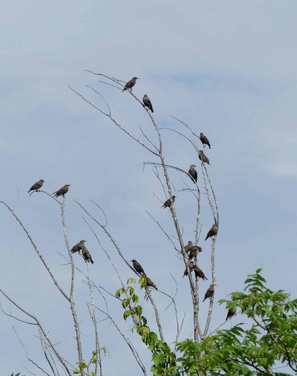 European Starling - Georges Lachaîne