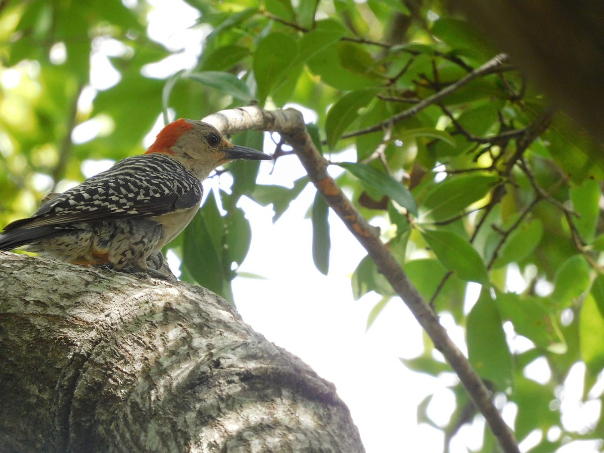 Red-bellied Woodpecker - ML468773551