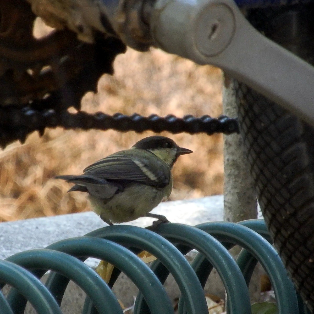 Great Tit - ML468773811