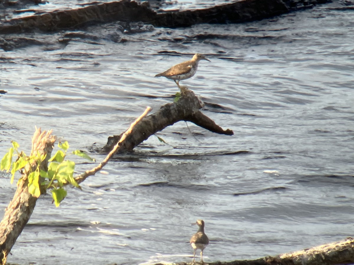 Spotted Sandpiper - ML468773951