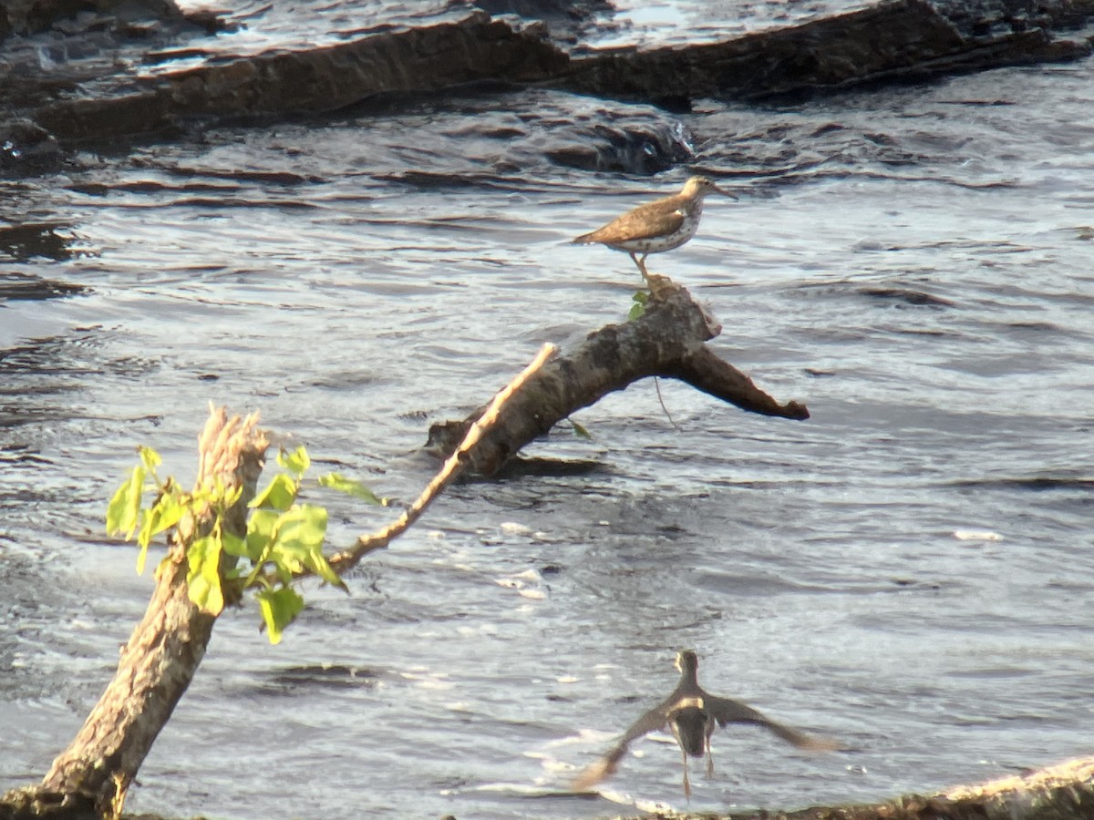 Spotted Sandpiper - ML468773961