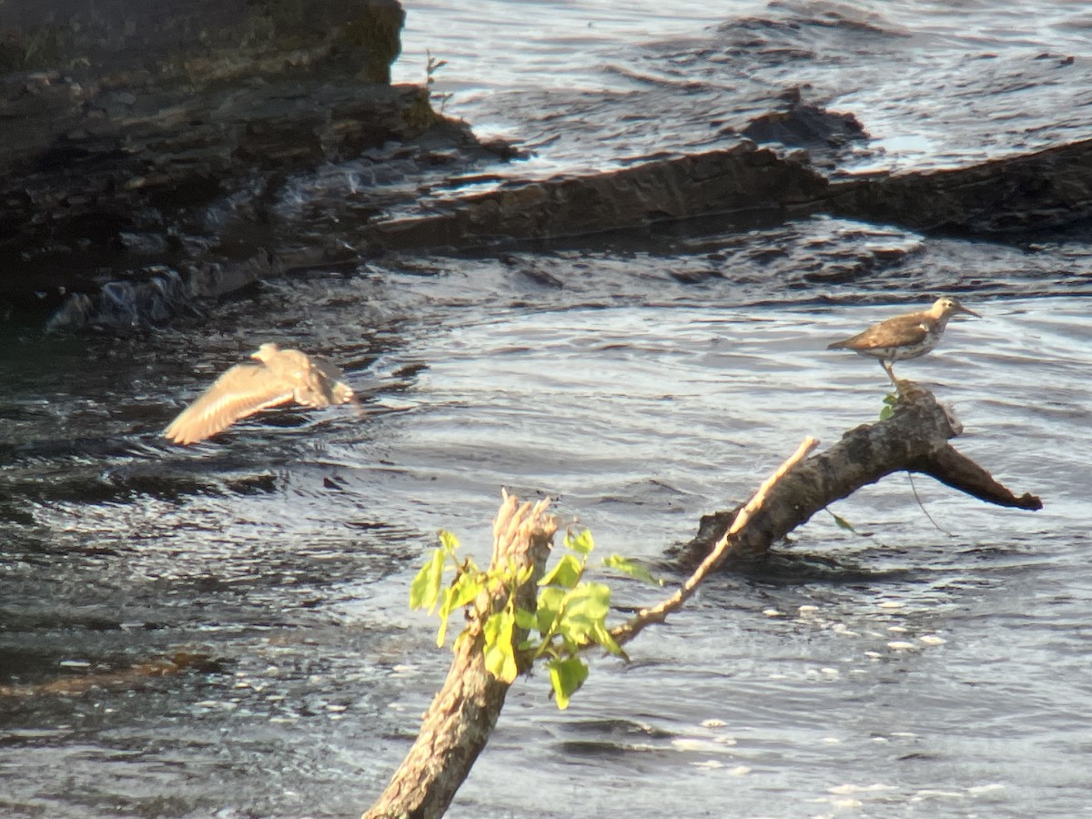 Spotted Sandpiper - ML468773981