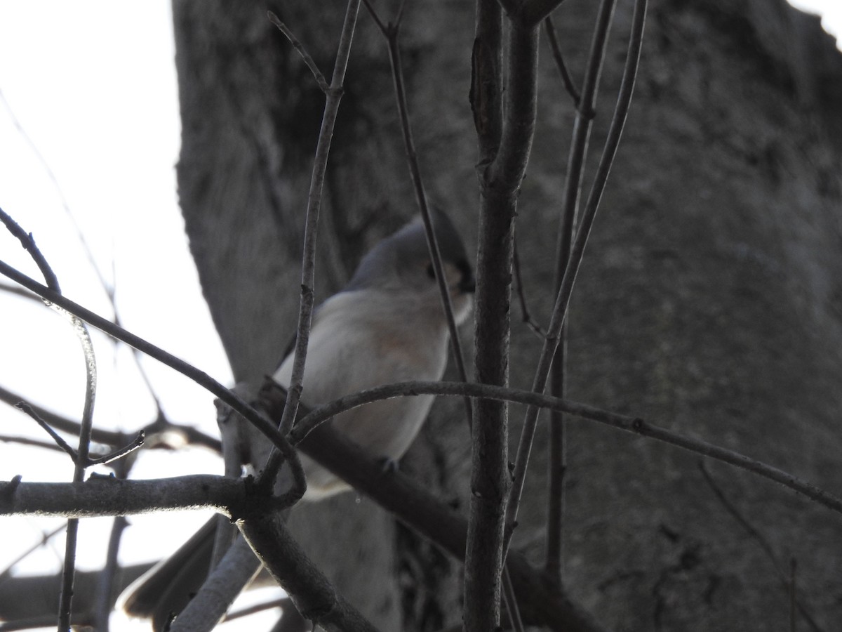 Tufted Titmouse - ML46877451