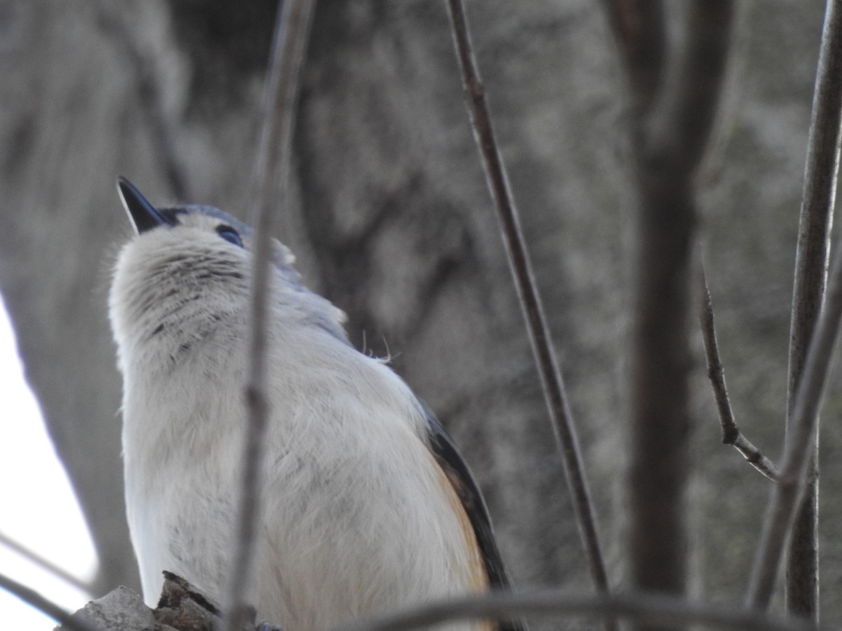 Tufted Titmouse - ML46877481