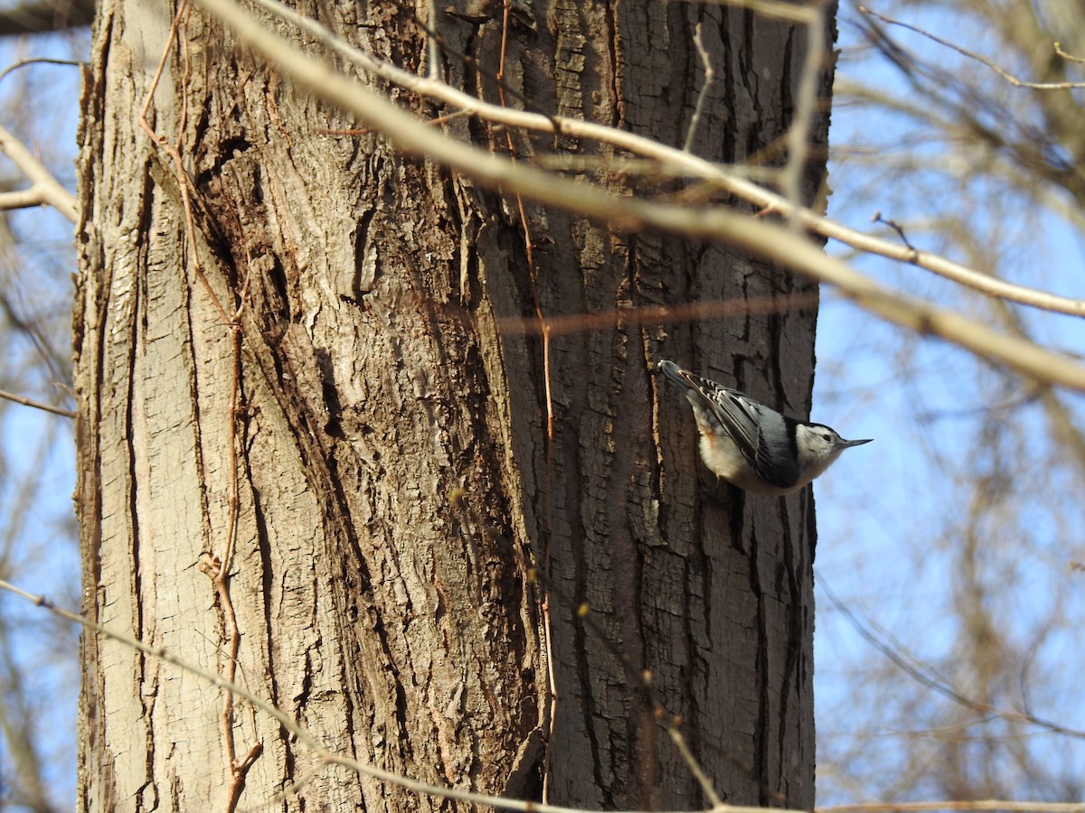 White-breasted Nuthatch - ML46877521