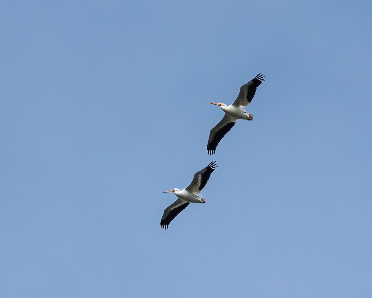 pelikán severoamerický - ML468775241