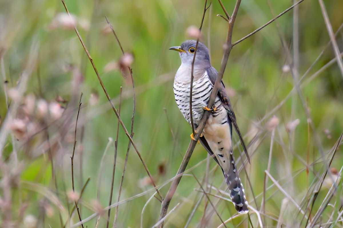 Madagascar Cuckoo - ML468775601