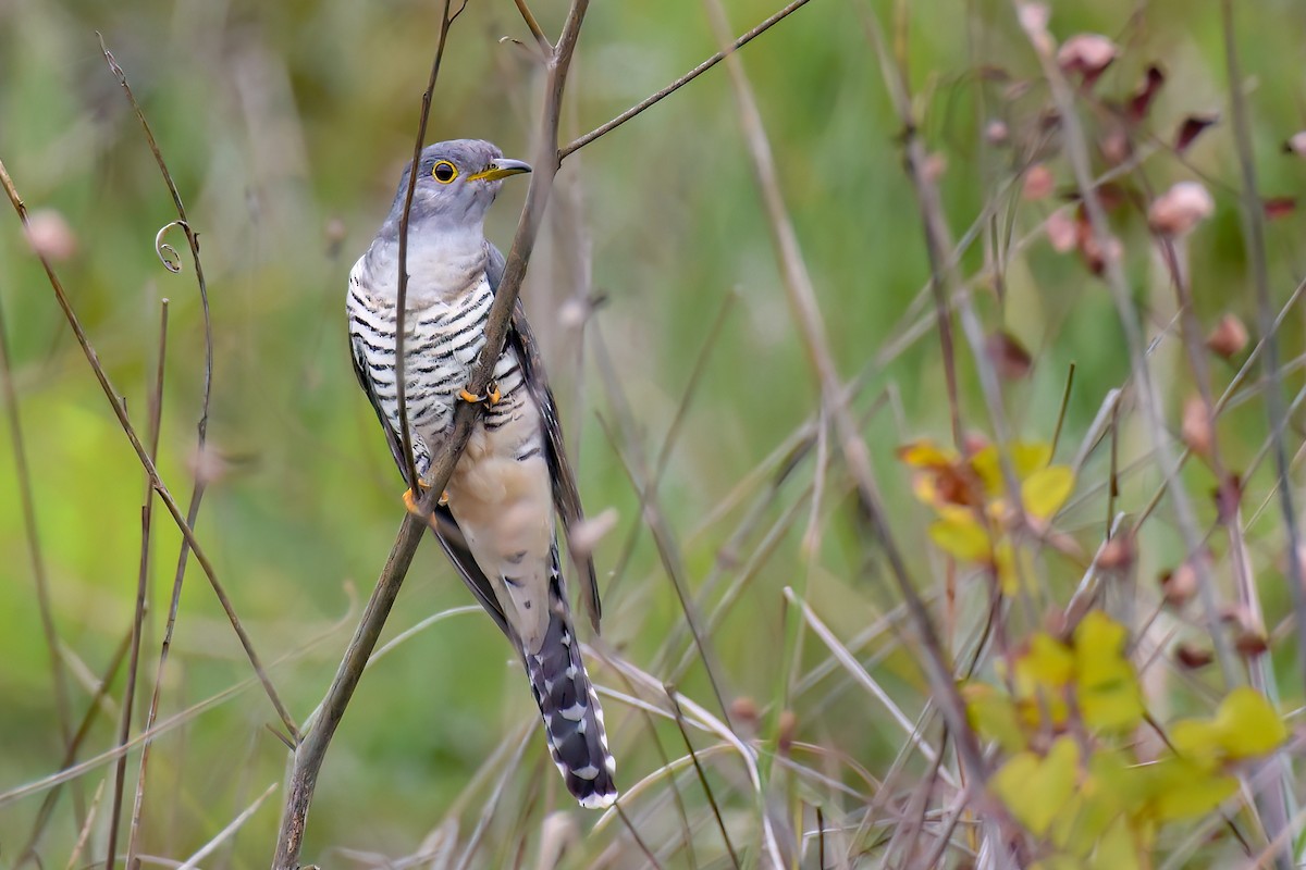 Madagascar Cuckoo - ML468775611