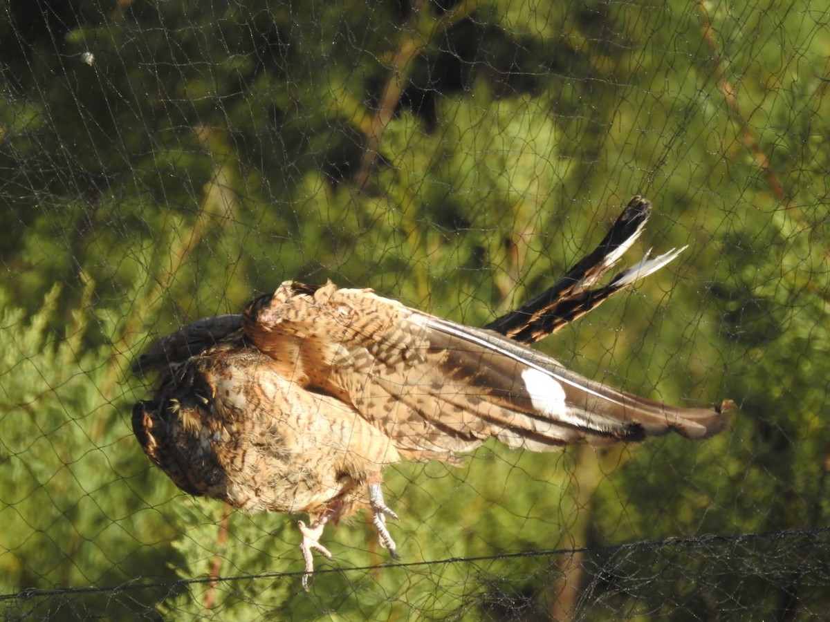 lelek rezavokrký - ML468775681