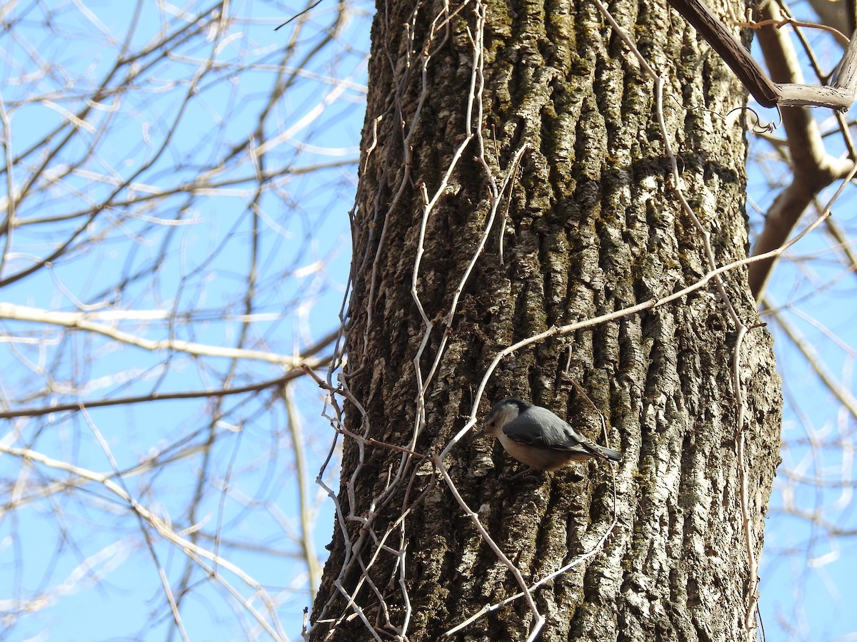 White-breasted Nuthatch - ML46877581