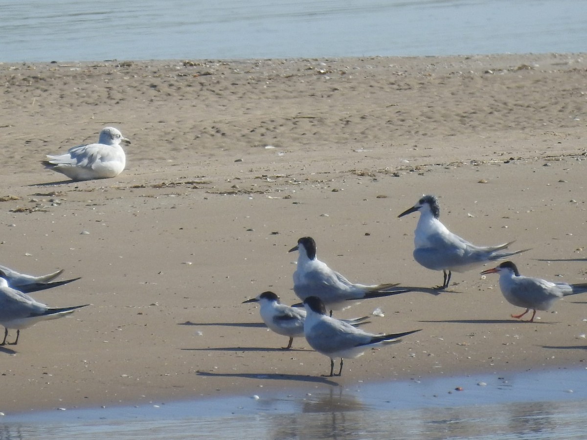 紅燕鷗 - ML468775991