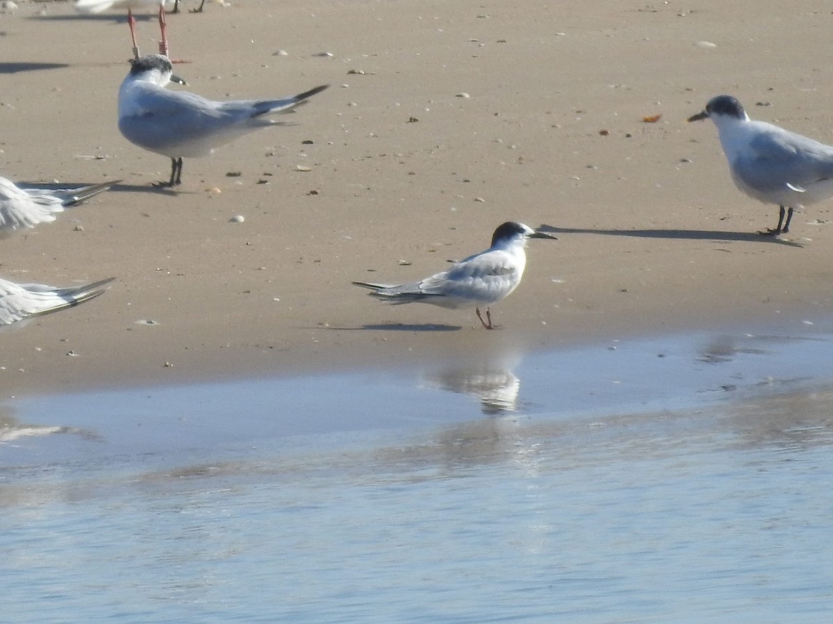 rybák rajský - ML468776011