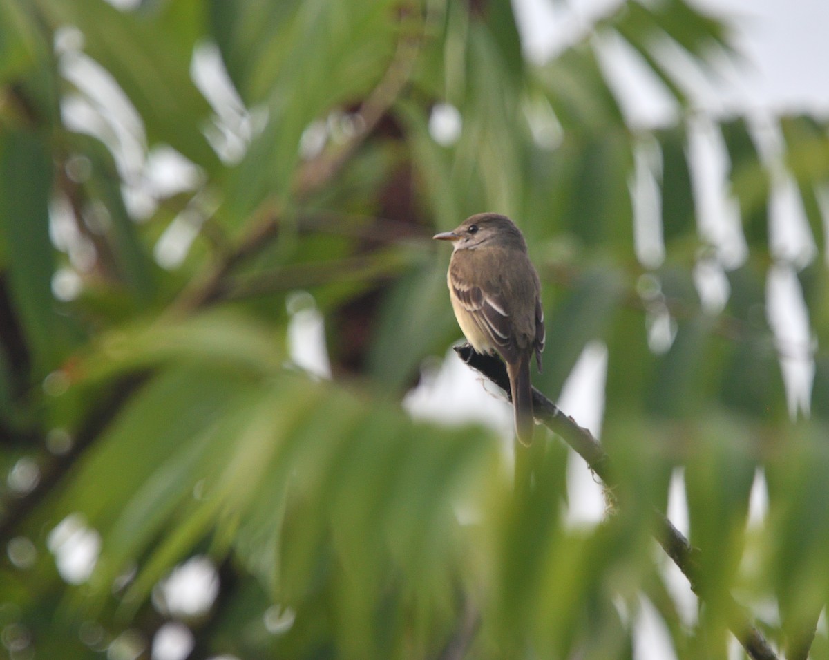 Willow Flycatcher - ML468776711