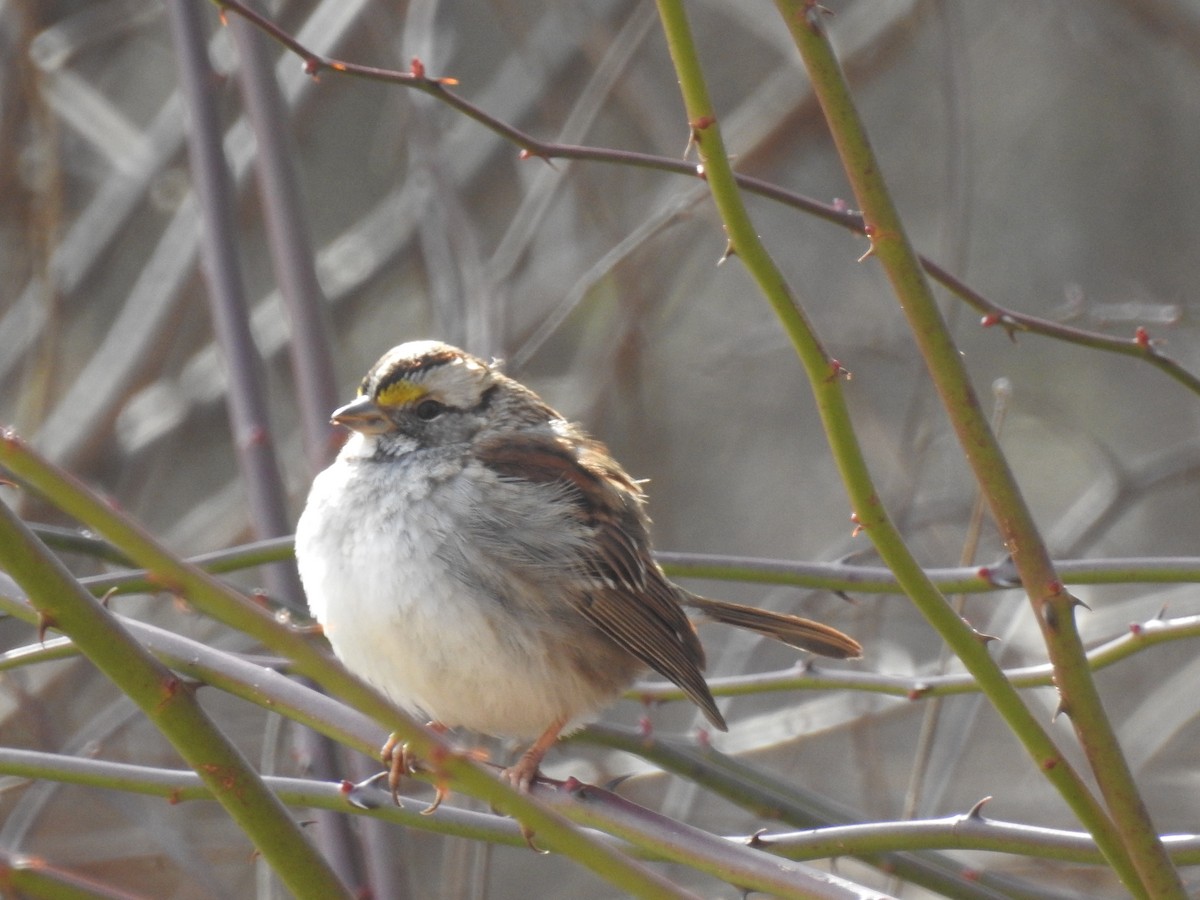 White-throated Sparrow - ML46877781