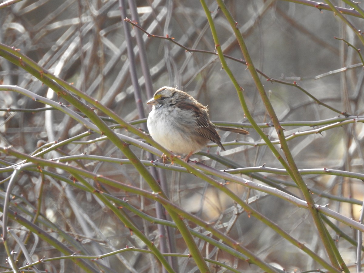 White-throated Sparrow - ML46877791