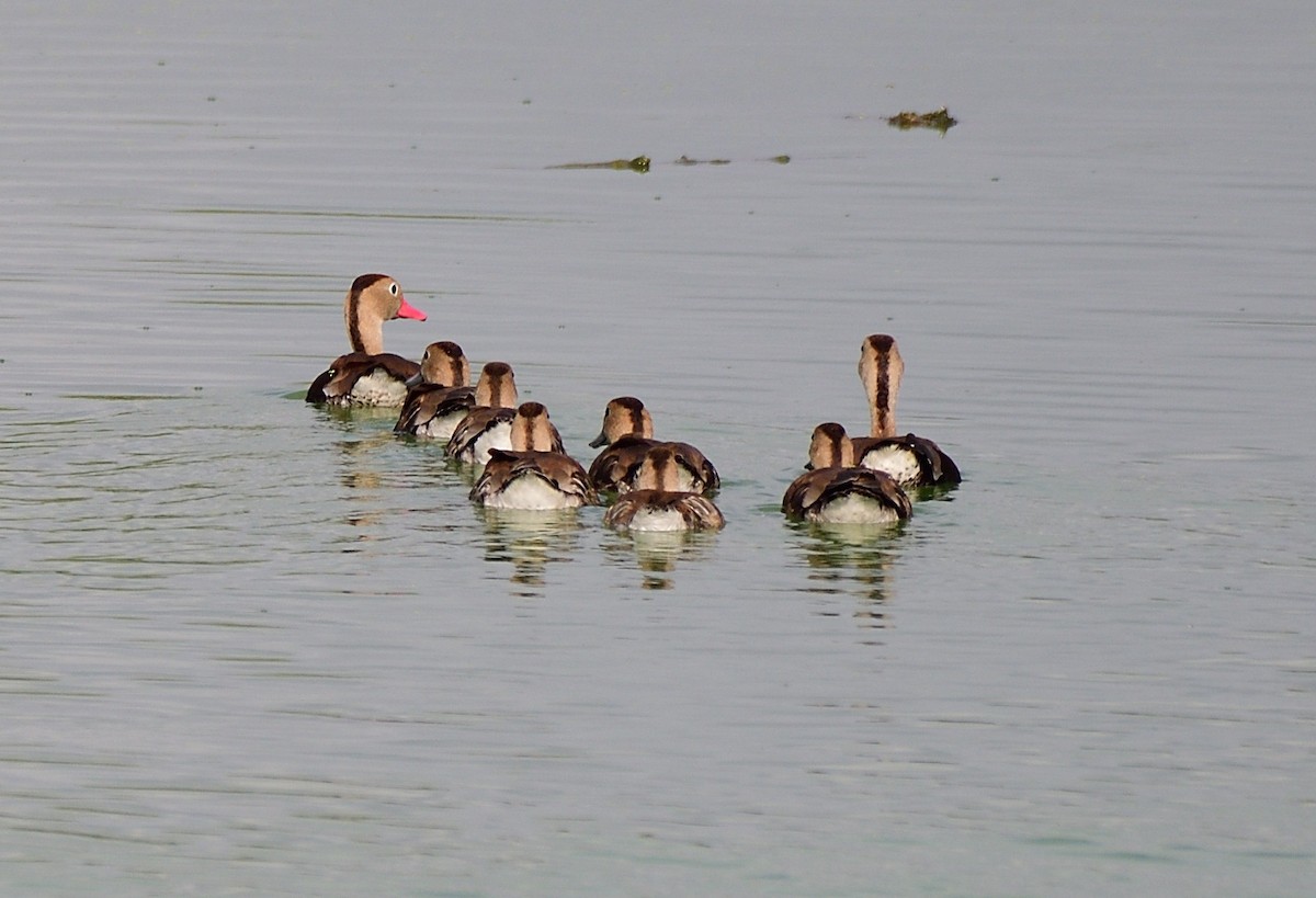 Black-bellied Whistling-Duck - Raymond Kinsel