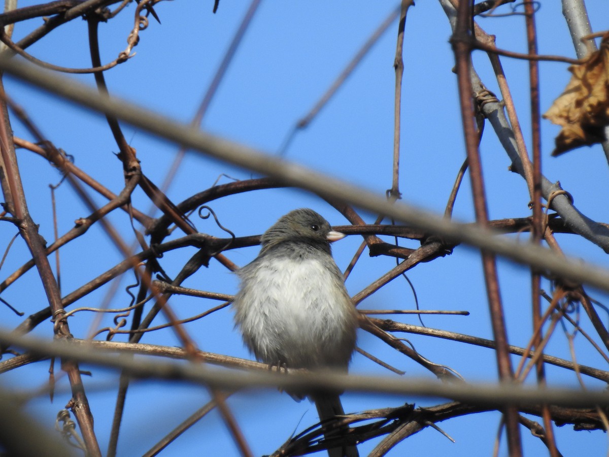 Dark-eyed Junco - ML46877811