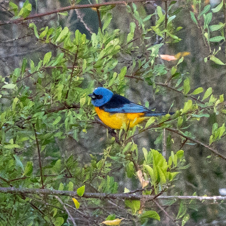 Blue-and-yellow Tanager (Blue-and-yellow) - ML468778481