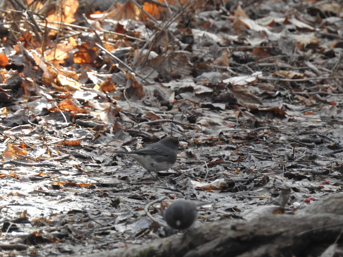 Dark-eyed Junco - ML46877891