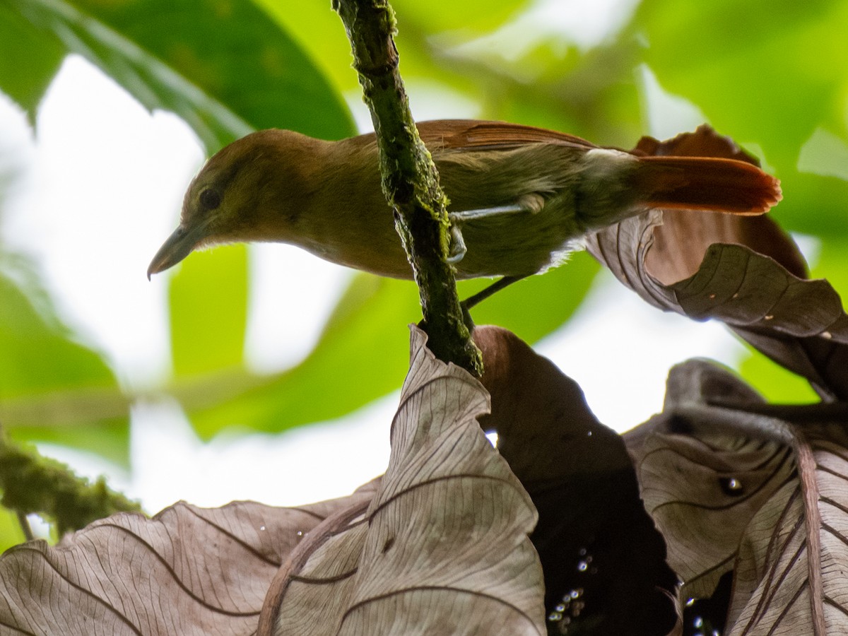 Russet Antshrike - ML468779011