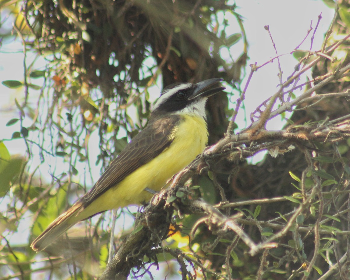 Boat-billed Flycatcher - ML468780991