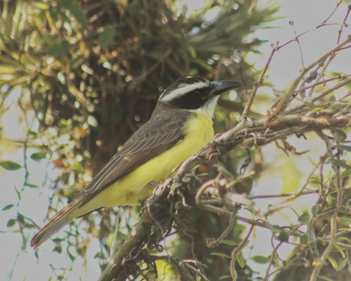 Boat-billed Flycatcher - ML468781011