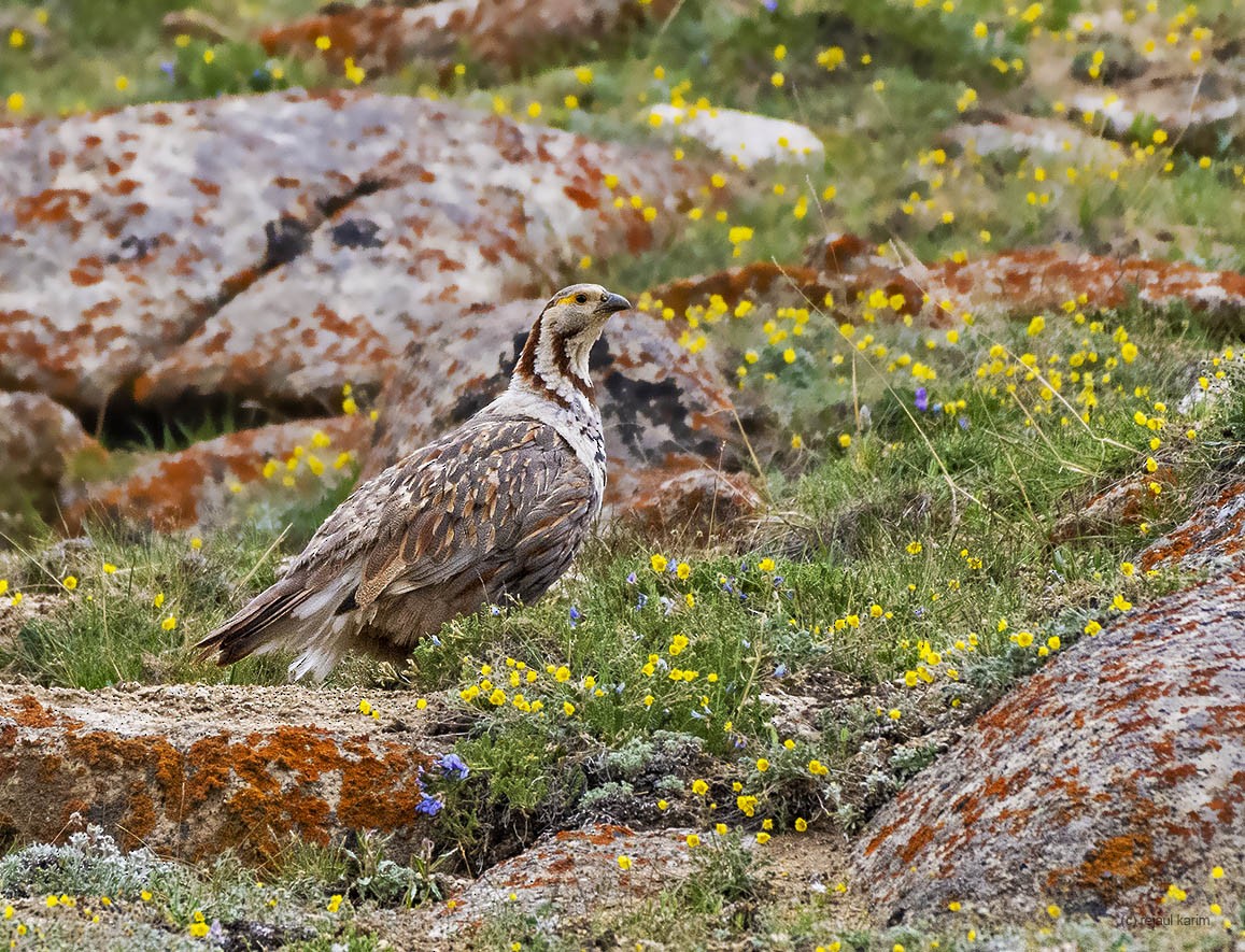 Himalayan Snowcock - ML468781061