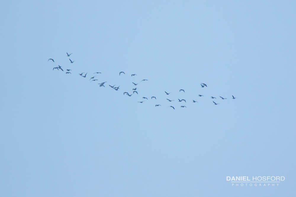 Greater White-fronted Goose - ML46878211