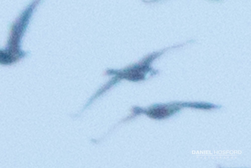 Greater White-fronted Goose - ML46878231