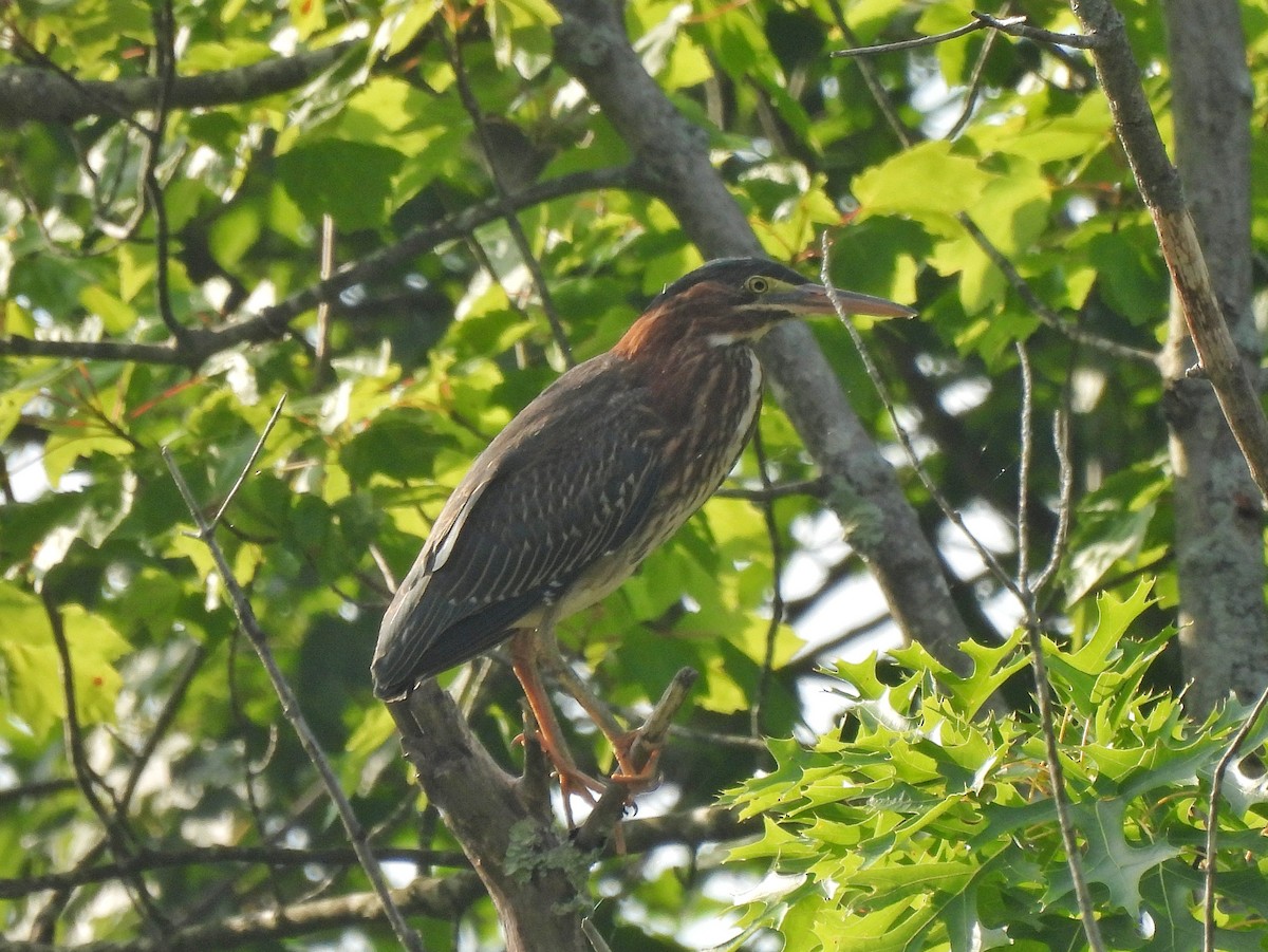 Green Heron - Dan O'Brien