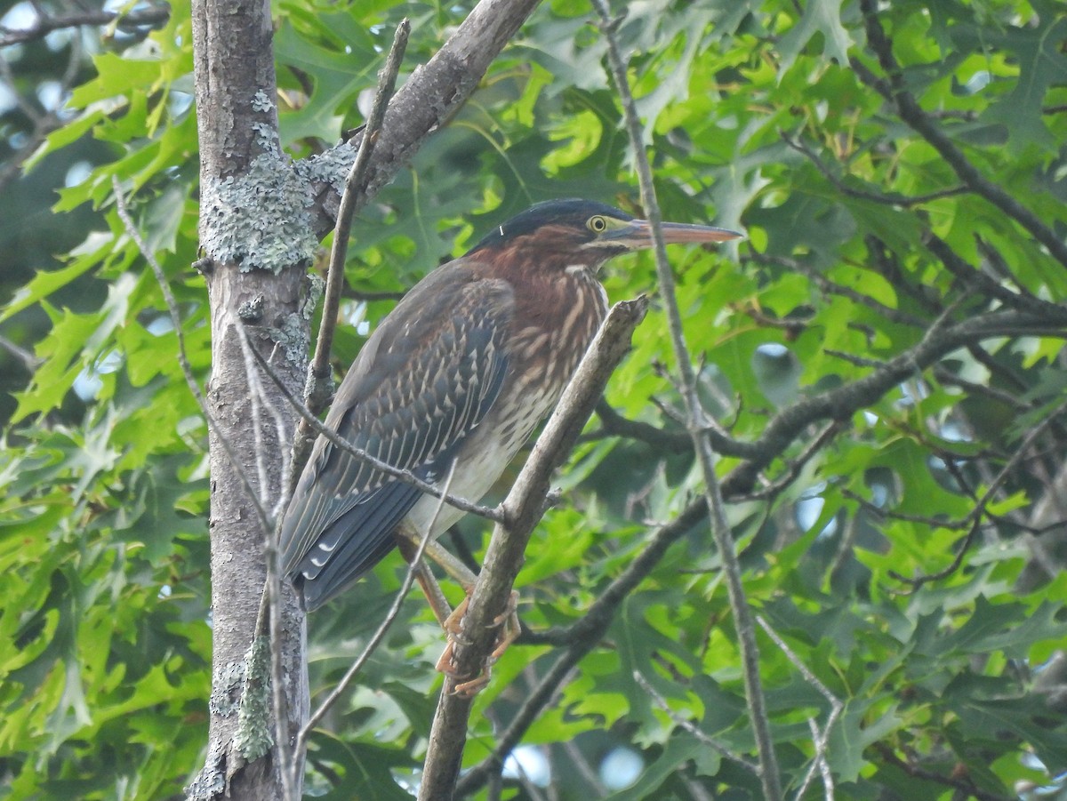 Green Heron - Dan O'Brien