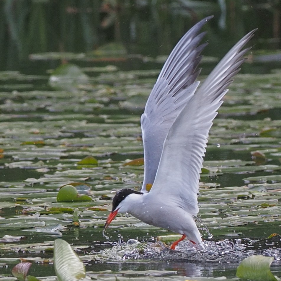 Common Tern - Milton Paul