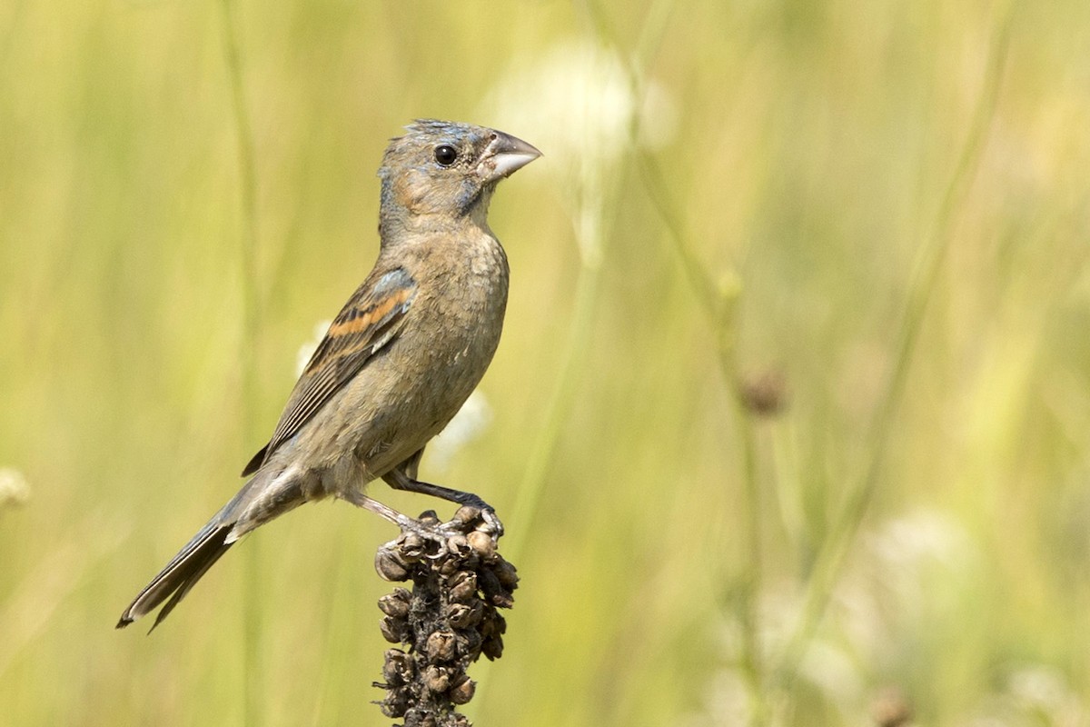 Blue Grosbeak - Michael Bowen