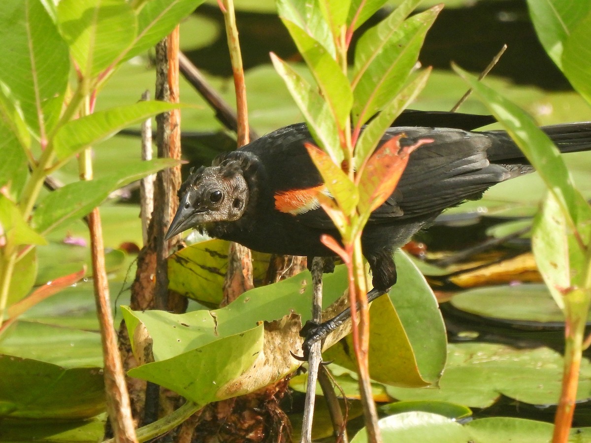 Red-winged Blackbird (Red-winged) - Dan O'Brien