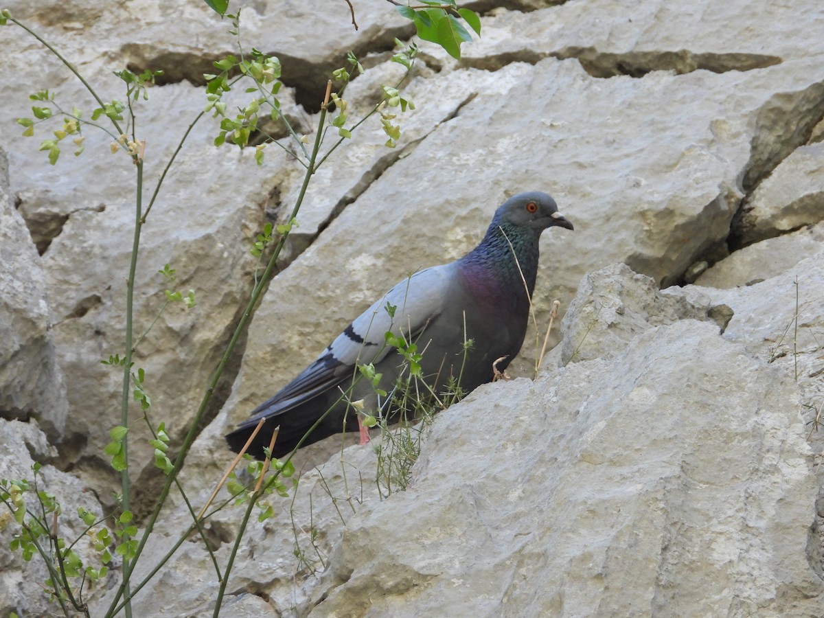 Rock Pigeon - ML468785291