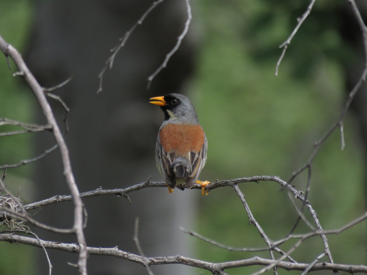 Buff-bridled Inca-Finch - ML46878621