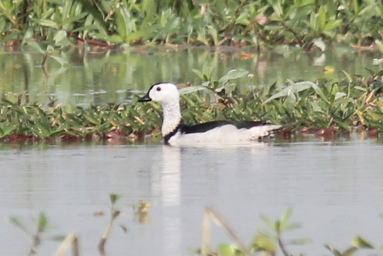 Cotton Pygmy-Goose - Elias Thomas