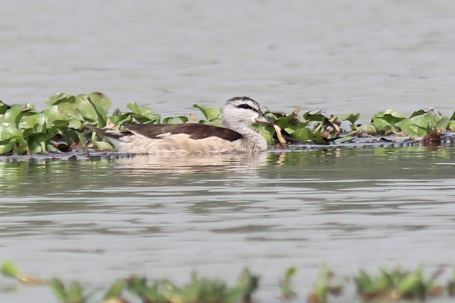 Cotton Pygmy-Goose - Elias Thomas